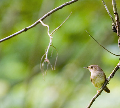 House Wren