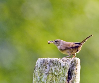 House Wren