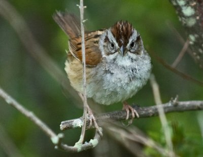 Swamp Sparrow