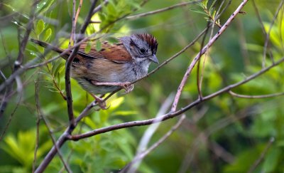 Swamp Sparrow