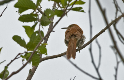 Brown Thrasher