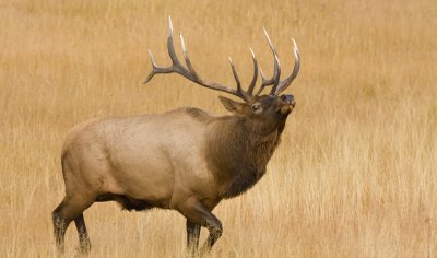 Bull Elk in Meadow, Yellowstone 01