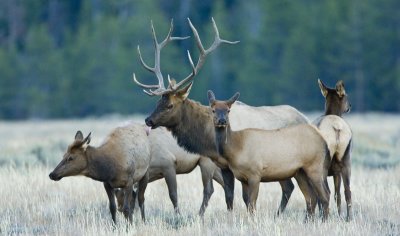 Bull Elk with Harem, Grand Teton