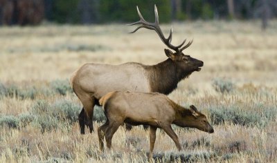 Bull Elk and Cow, Grand Teton 01