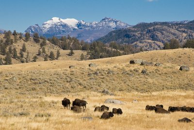 Bison, Yellowstone 01