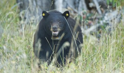 Black Bear (Tagged), Grand Teton 01