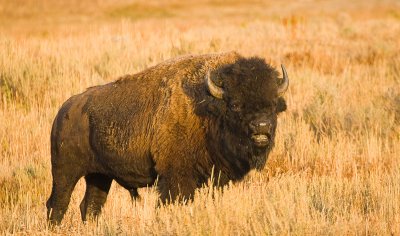 Bison, Yellowstone 02
