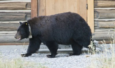 Black Bear (Tagged), Grand Teton 02