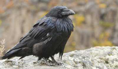 Raven, Yellowstone 01