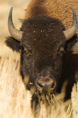 Bison, Yellowstone 03