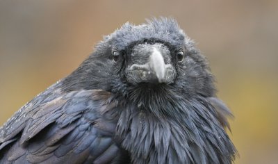 Raven, Yellowstone 02