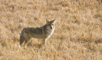Coyote, Yellowstone 02