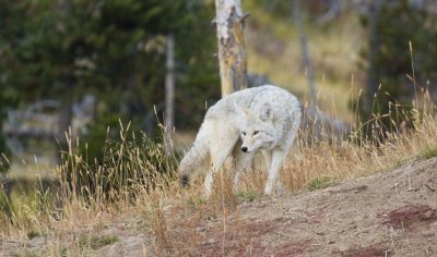 Coyote, Yellowstone 03