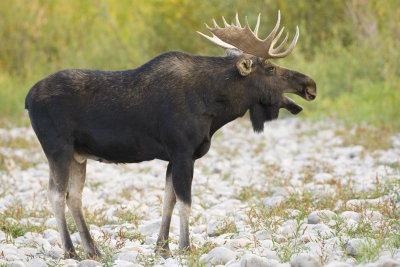 Bull Moose, Grand Teton 01