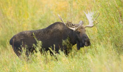 Bull Moose, Grand Teton 02