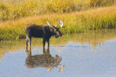 Bull Moose, Grand Teton 04