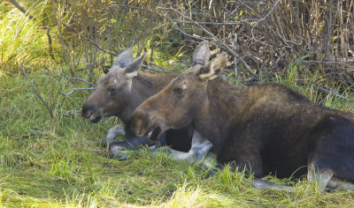 Moose with Calf, Grand Teton
