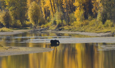 Moose in Snake River, Grand Teton