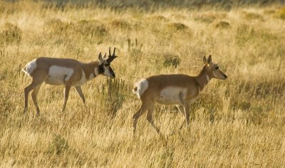 Pronghorn, Grand Teton 02