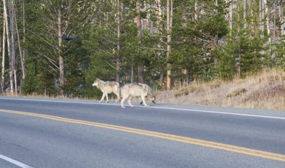 Gray Wolf, Yellowstone 01
