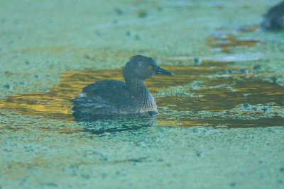 Least Grebe in Late Evening