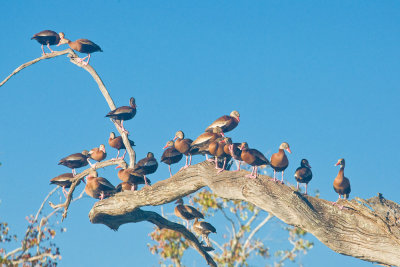 Black-bellied Whistling Duck Group Camping at Elm Lake