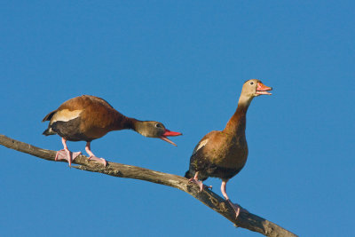 Black-bellied Whistling Duck Discussion