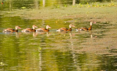 Black-bellied Whistling Ducks on Creekfield Lake