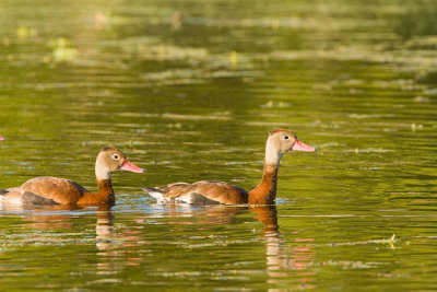 Black-bellied Whistling Ducks on Creekfield Lake 02