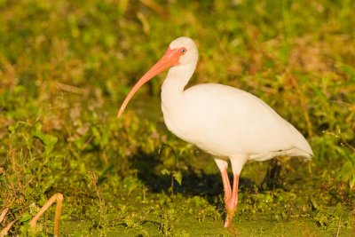 White Ibis in Late Evening Light