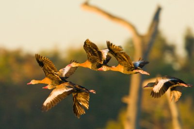 Black-bellied Whistling Duck Fly-in