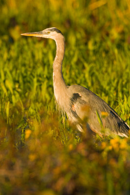Great Blue Heron Just After Sunrise