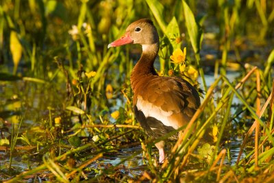 Black-bellied Whistling Duck in Early Morning
