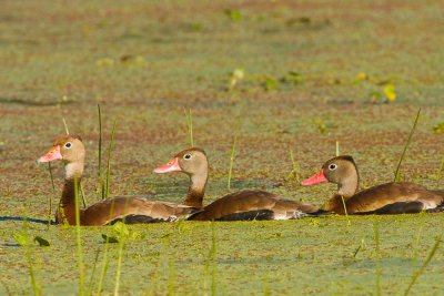 Black-bellied Whistling Ducks on Creekfield Lake 01