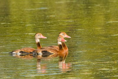 Black-bellied Whistling Ducks on Creekfield Lake 03