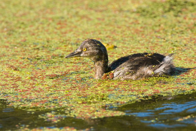 Least Grebe Among Colorful Algae 01