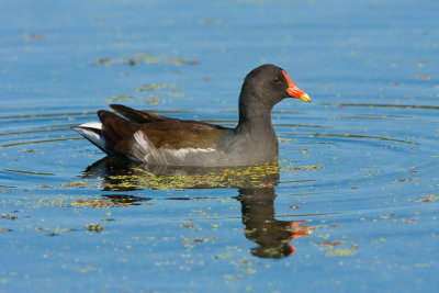 Common Moorhen - No Shortage of These!