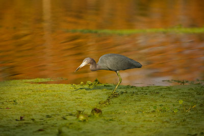 Tri-color Heron in Late Evening  Light