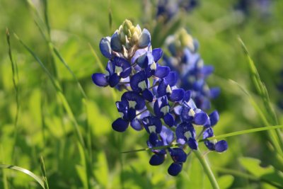 Bluebonnet