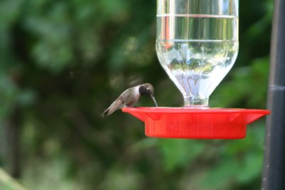 Hummingbird