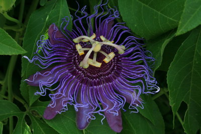 Passion Flower