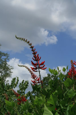 Coral Bean