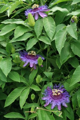 Passion Vine
