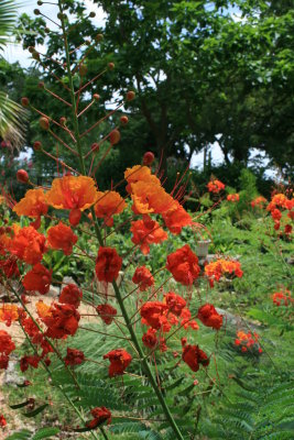 Bird of Paradise