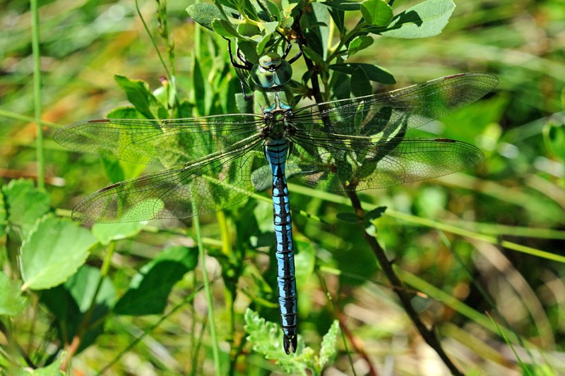 Blue Emperor, Anax imperator, Stor Kejserguldsmed 2