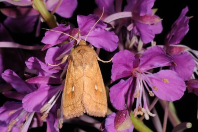 Brown-line Bright-eye, Mythimna conigera 3