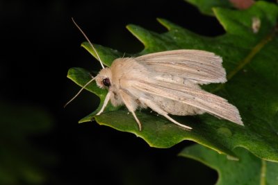 Smoky Wainscot, Mythimna impura 3