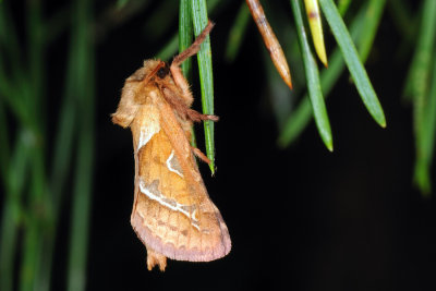 Orange Swift, Triodia sylvina, Skræppeborer 1