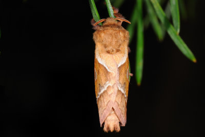 Orange Swift, Triodia sylvina, Skrppeborer 2