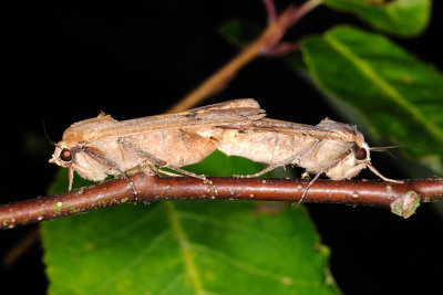 Large Yellow Underwing, Noctua pronuba, Smutugle 7